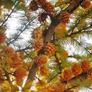 Ambler Arboretum Speaker Series: Gardening and Social Change