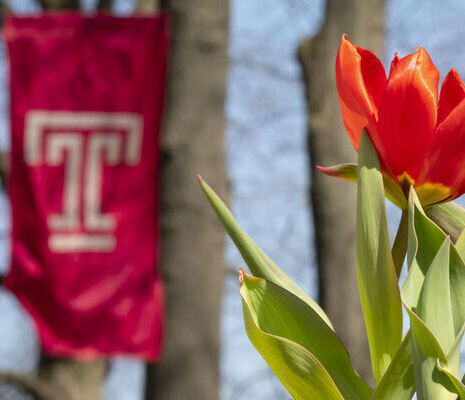 a tulip in front of a Temple T flag