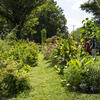 Plants at the Ambler Campus.