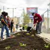 Temple students and faculty plant shrubs along the sidewalk on N. Broad Street in Philadelphia. They're using shovels and digging in a new garden bed.