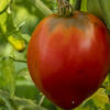 Sustainable_Food_Systems_Banner_0.jpg