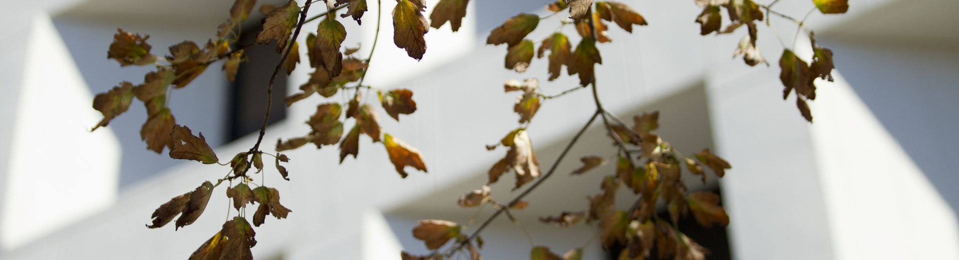 Leaves on a tree in front of a Temple University building.