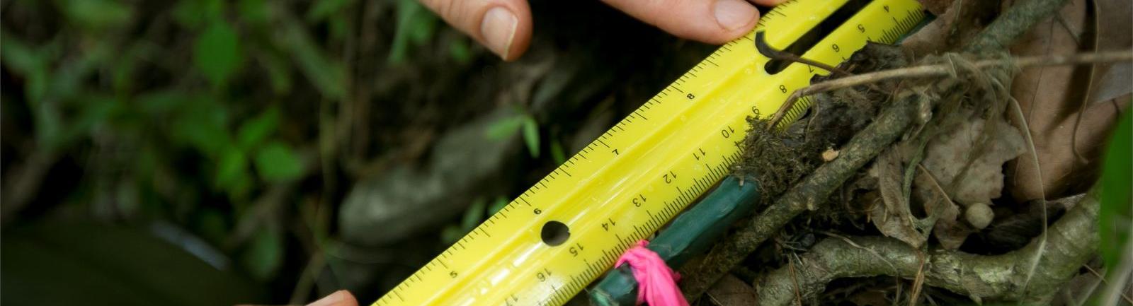 Temple student outside in nature measuring a marker amongst plants and vines.