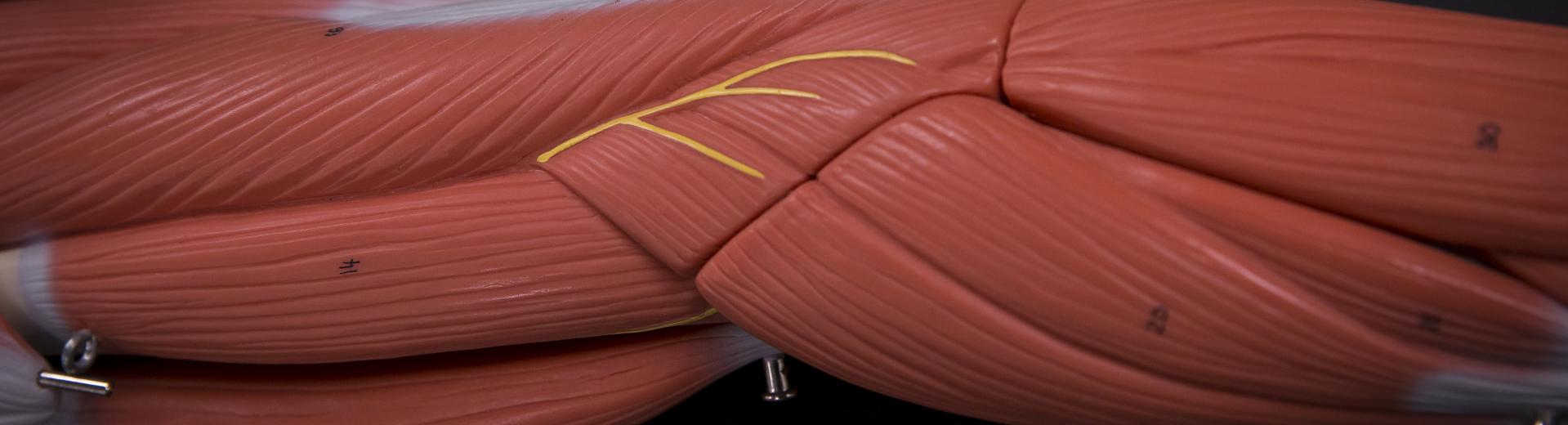 muscle fibers in an arm