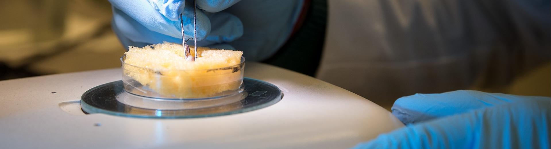 Alt text: Temple student putting tweezers into a substance under a microscope in a College of Science and Technology facility.