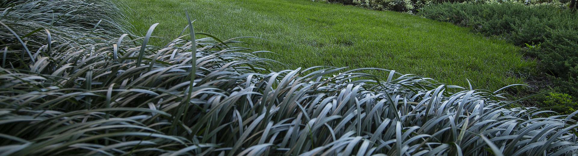 Blades of grass on a lawn