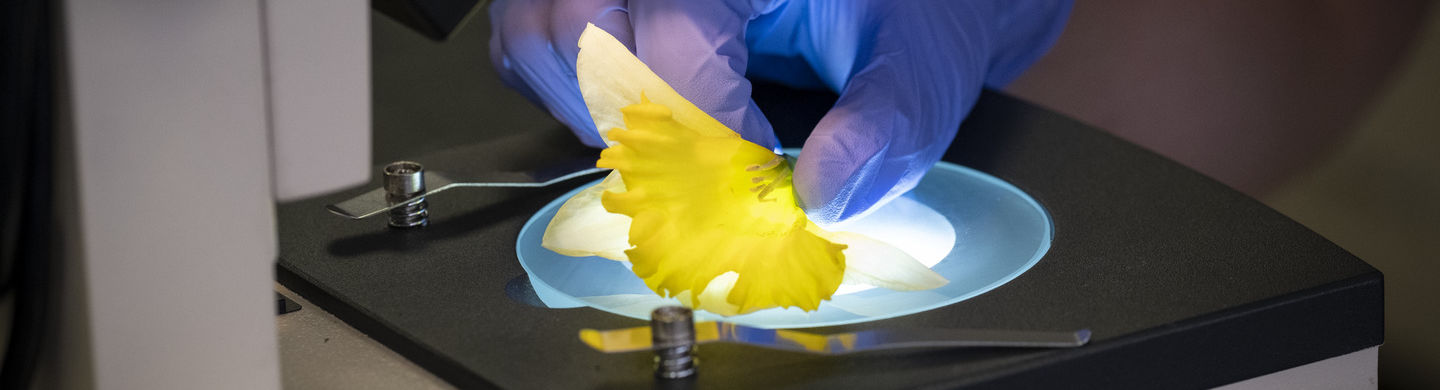A yellow flower is being examined under a microscope.