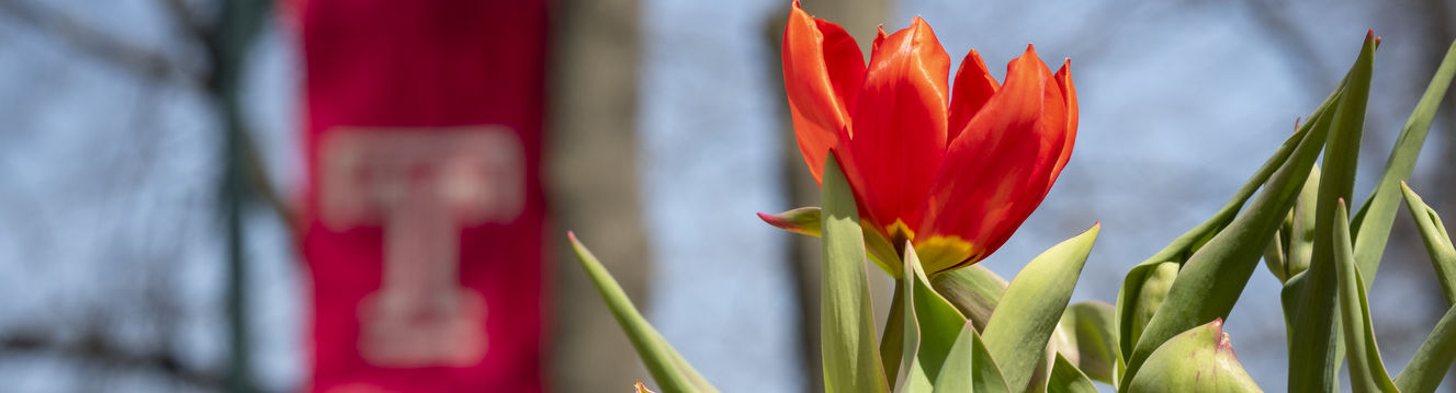 A tulip and the Temple flag.