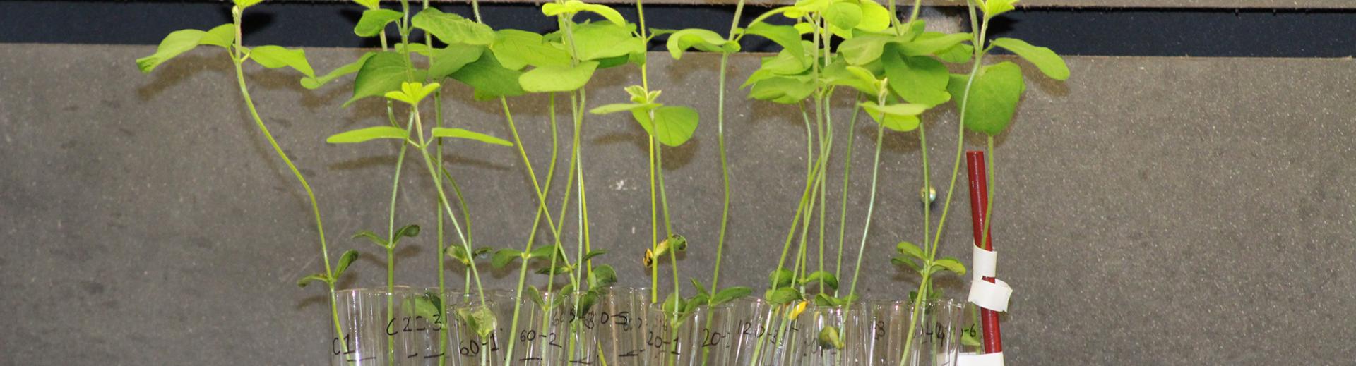 Plants growing in environmental engineering lab