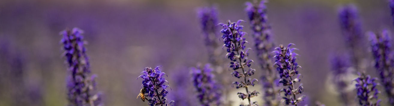 An image of a perennial plant