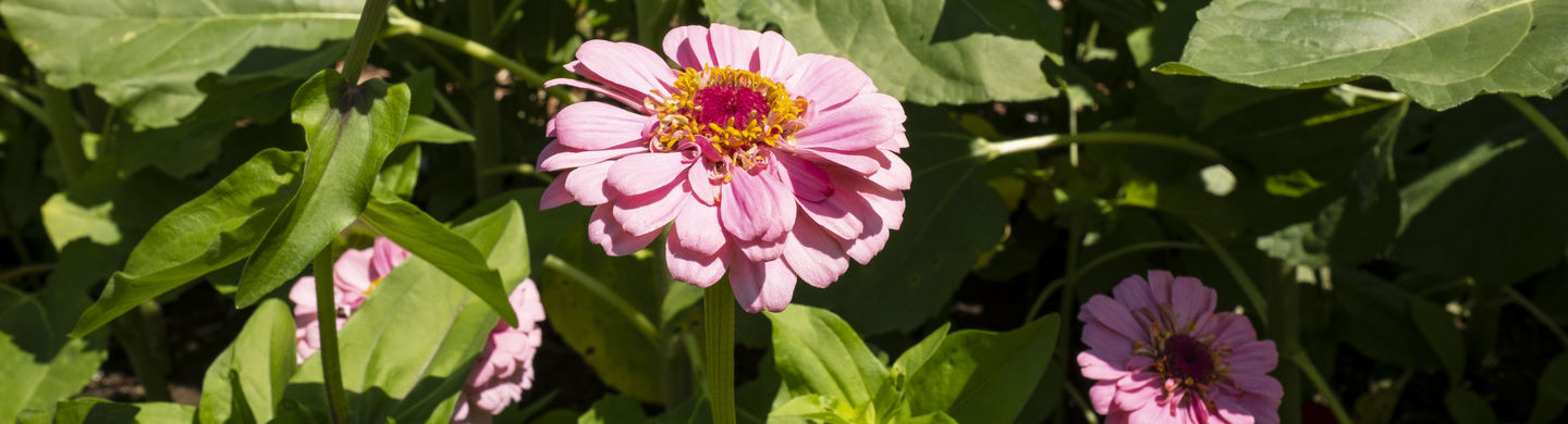 An image of a flower