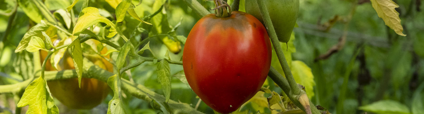 An image of a tomato