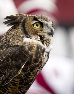 Temple mascot: Stella the Owl