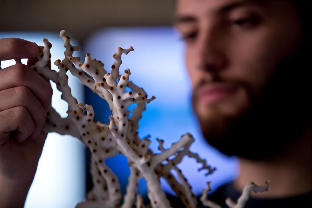 Temple student carefully examines a piece of coral.