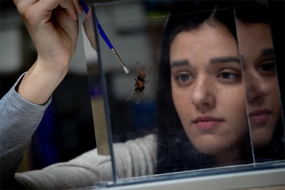 Biology student in a lab examining a spider and holding a brush