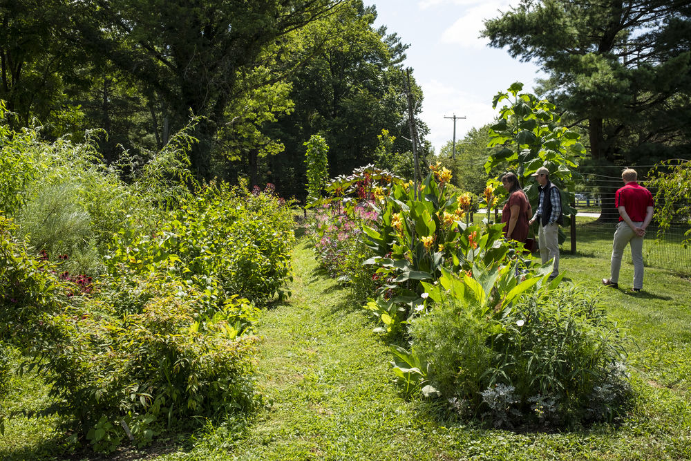 Plants at the Ambler Campus.