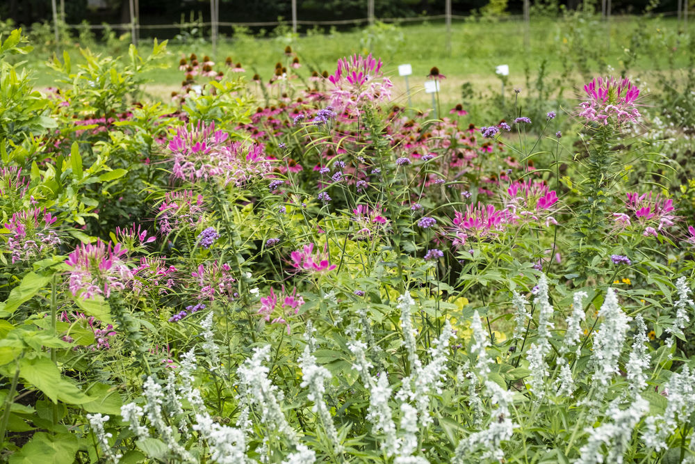 An image of various perennial plants