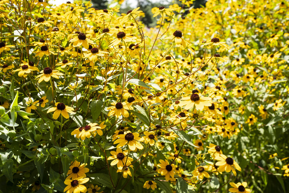 An image of a sunflower patch